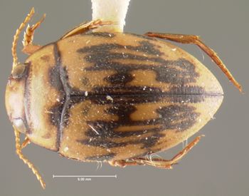 Media type: image;   Entomology 23924 Aspect: habitus dorsal view